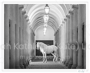 Great Lusitano Stallion in Stable
