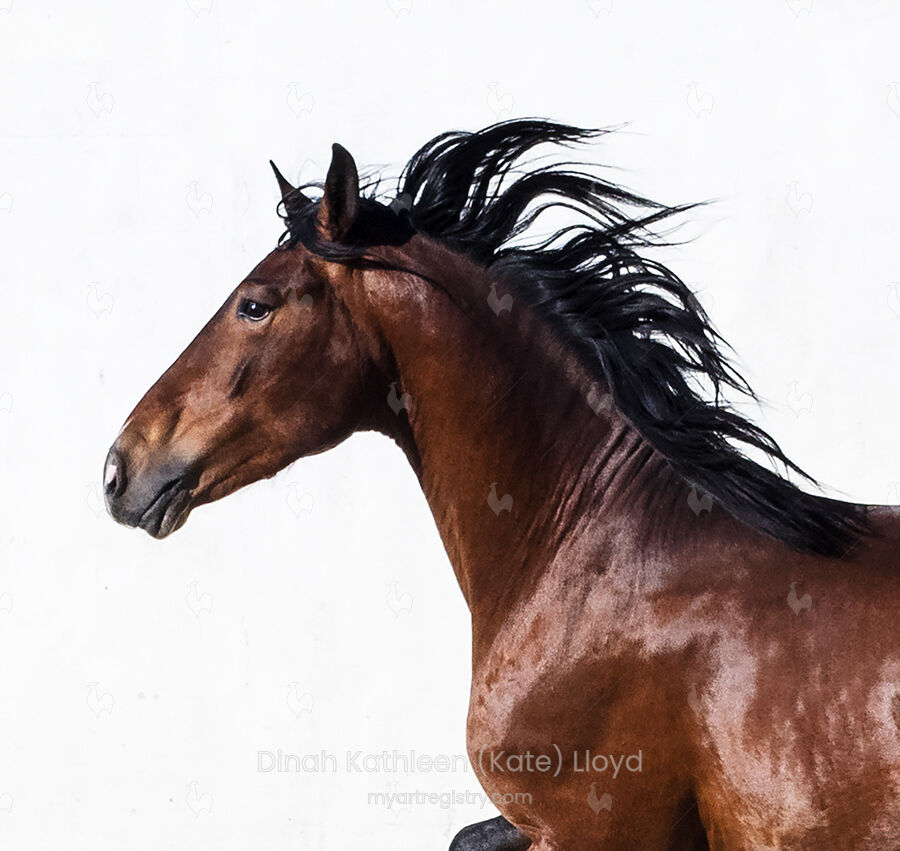 Bay Lusitano Head