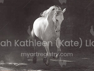 White Lusitano Stallion 2