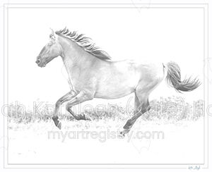 Buckskin Lusitano Stallion