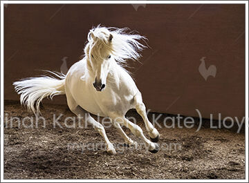 Lusitano white stallion 1