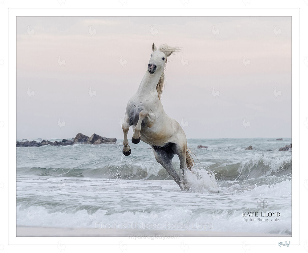 Camargue stallion188 A4