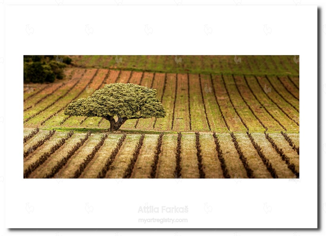 Arbre de 2000 ans