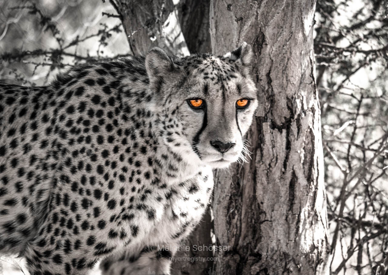 M1507003_2921 Gepard am Baum