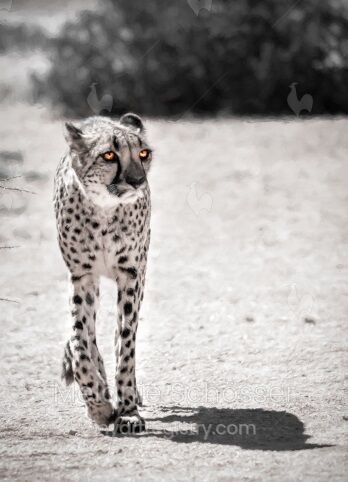 Mein Gepard!
