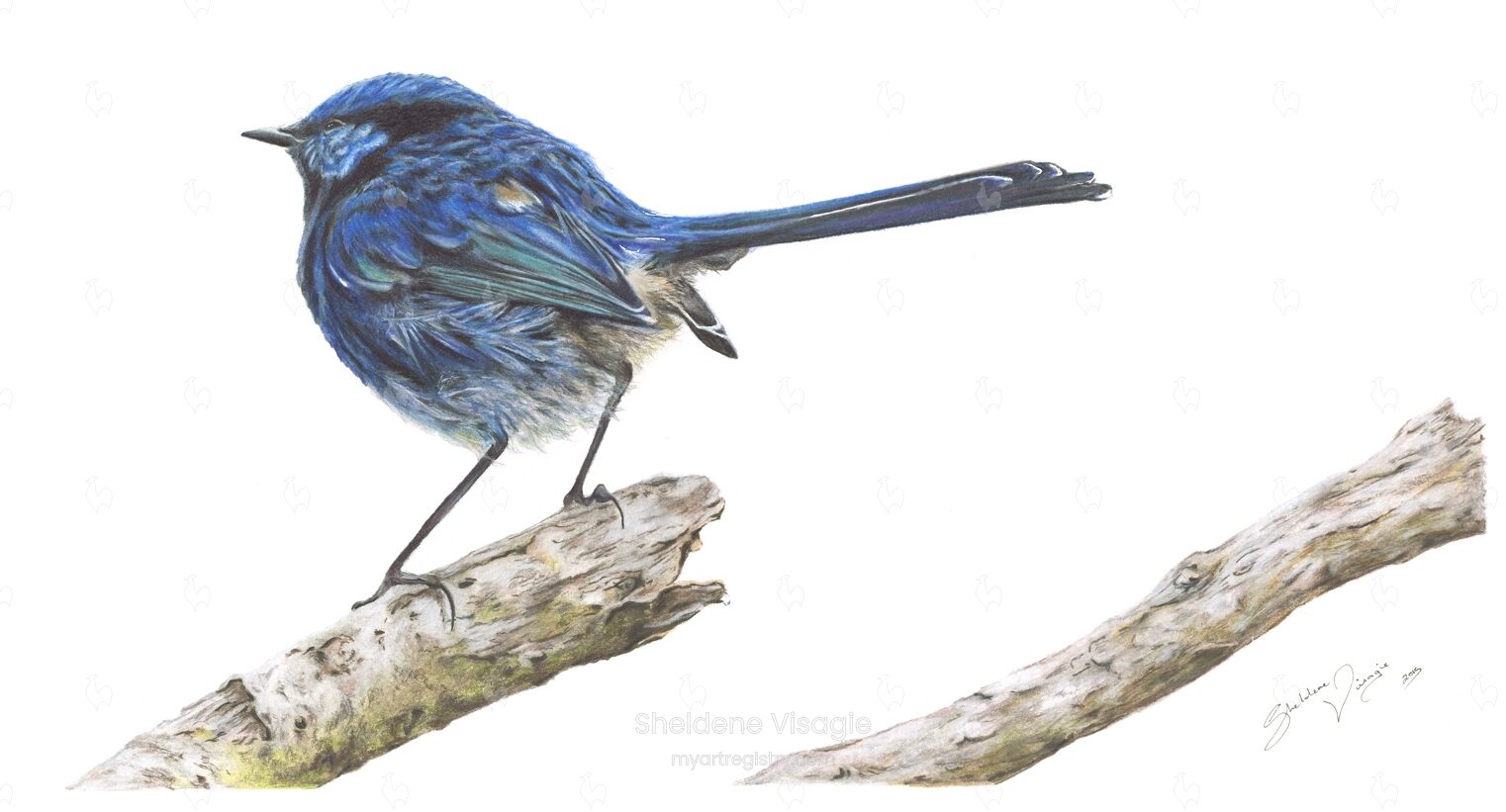 Onward Stare of the Fairy Wren