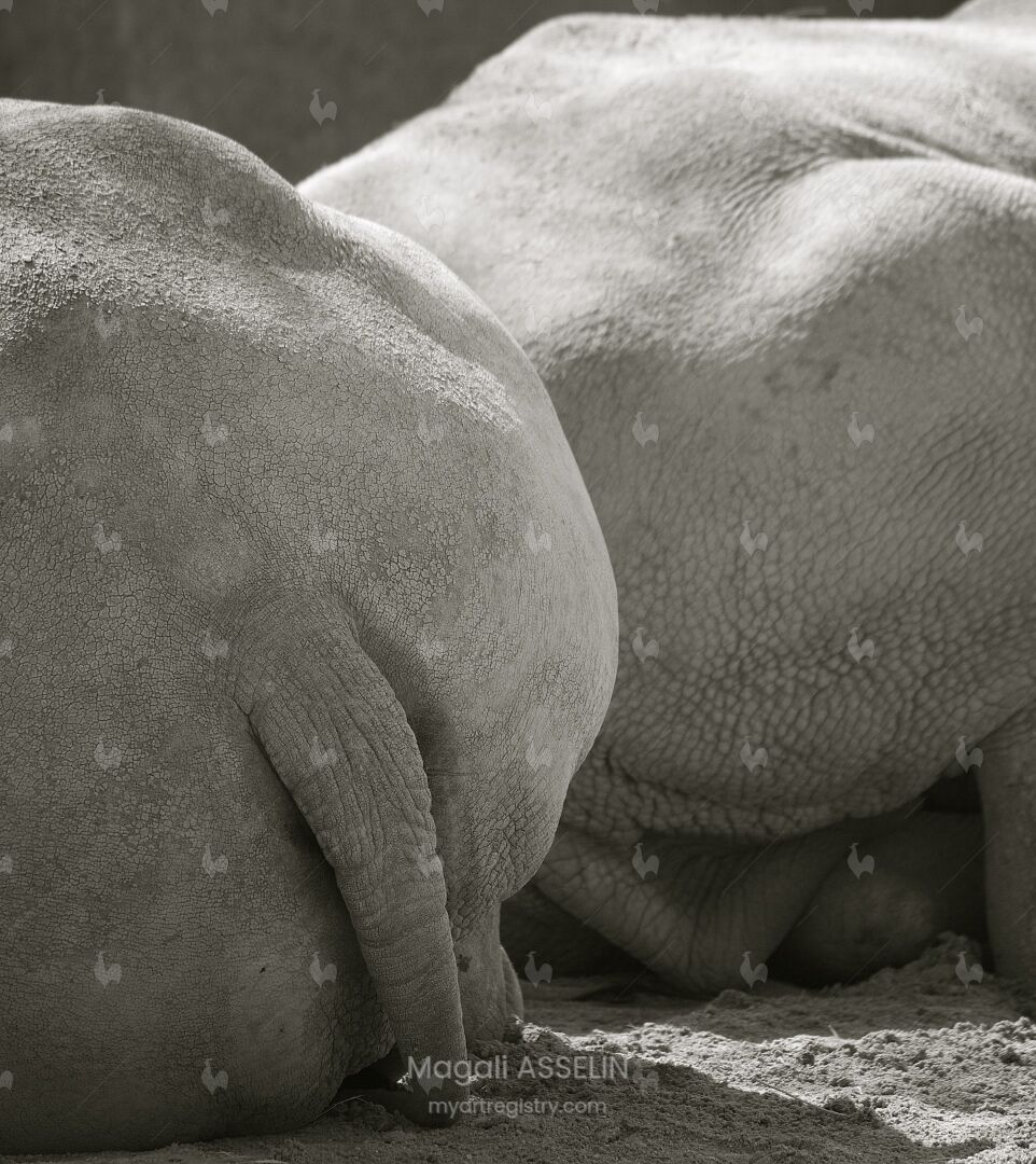 Duo callypige