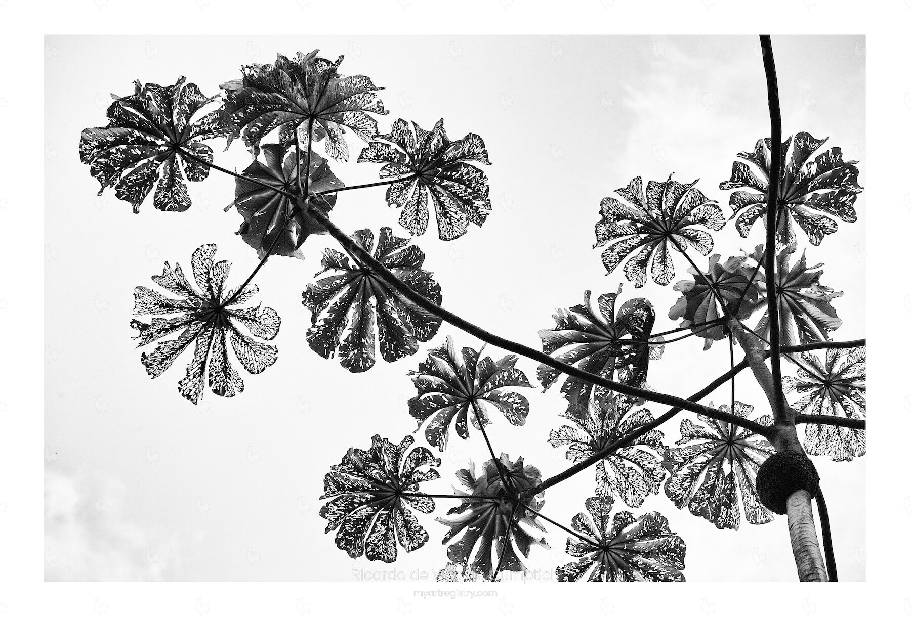 Embaúba Petrópolis RJ 2008
