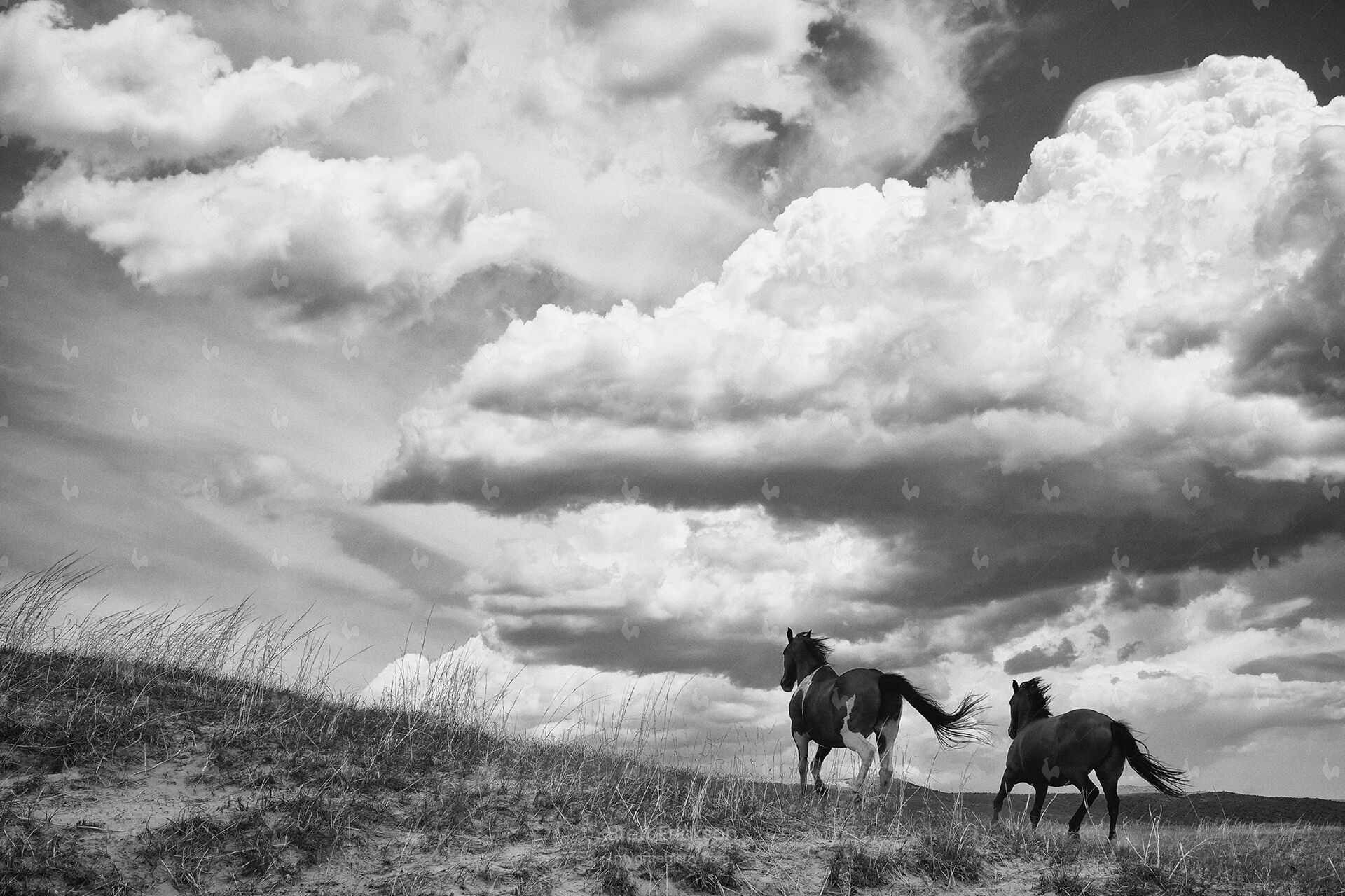 Horses and Gathering Storm