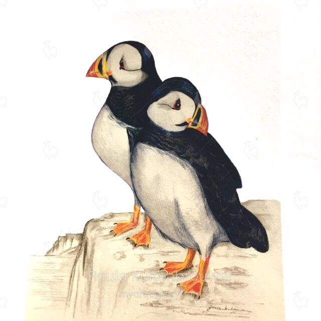 Atlantic Puffin, Fratercula arctica by Paula Kuitenbrouwer at www.paulaartsho...