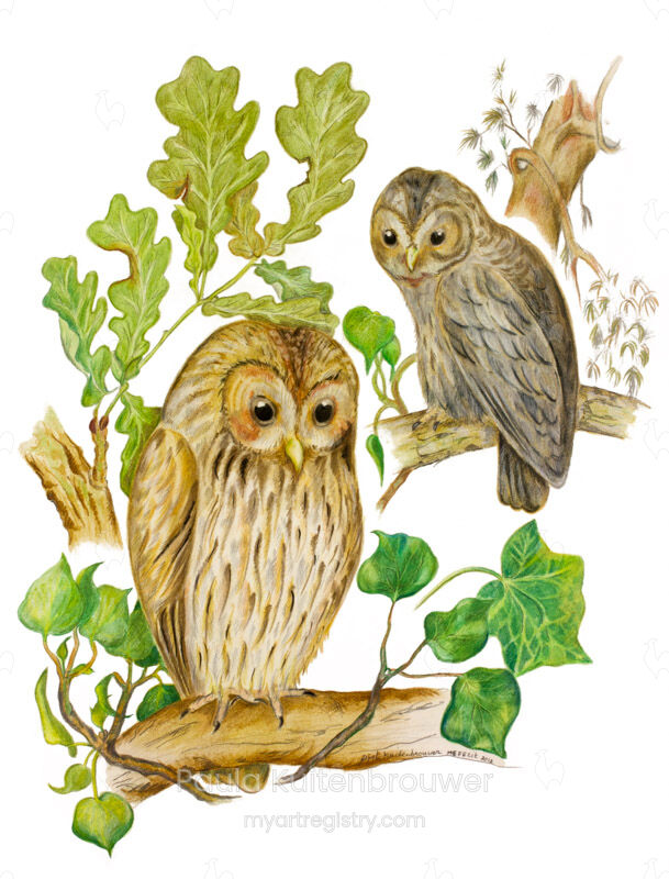 Tawny Owls (1 out of 10 Limited Edition)