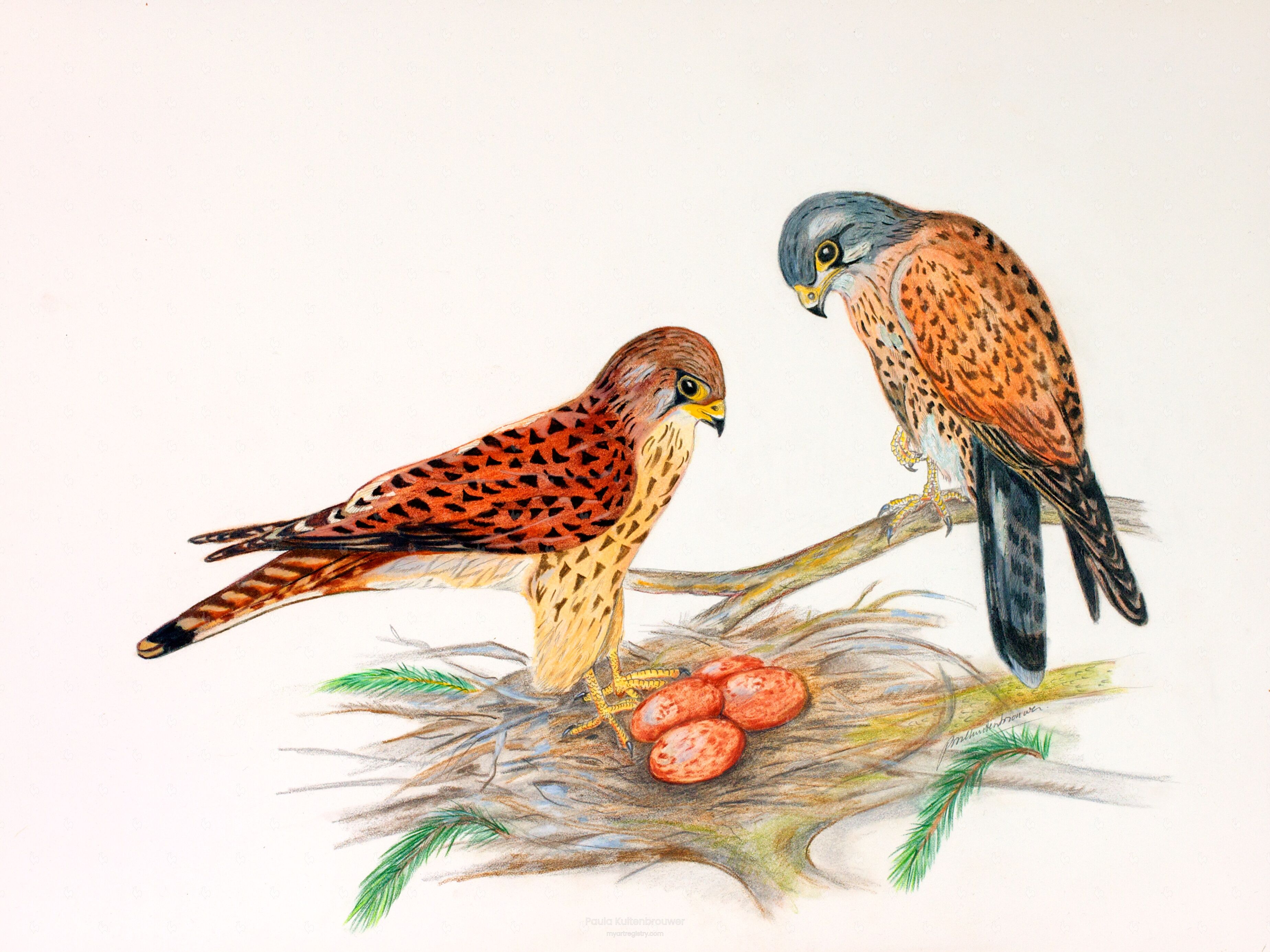 Common Kestrels Limited Edition 1 out of 10