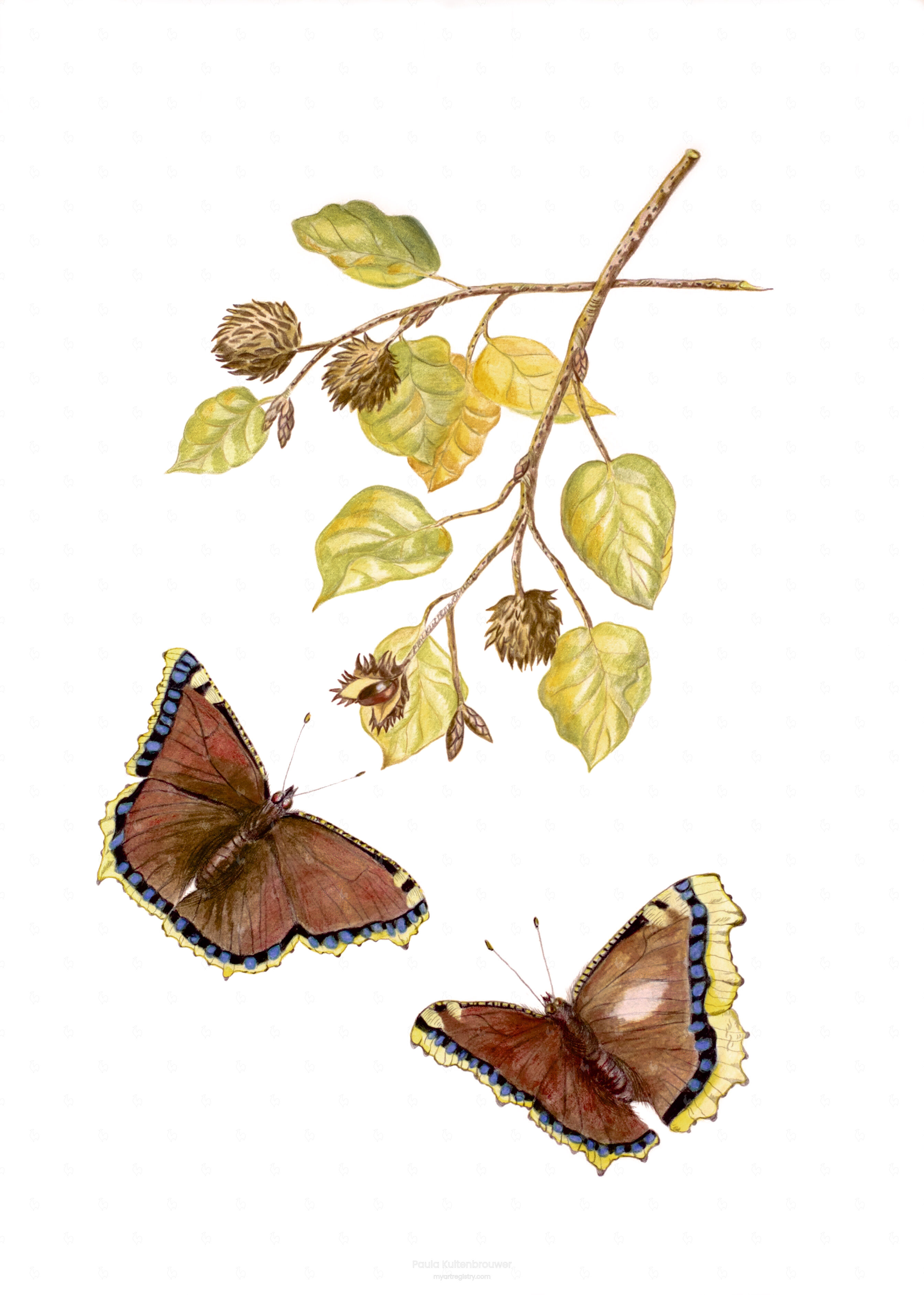 Mourning Cloak Butterflies, Camberwell beauty