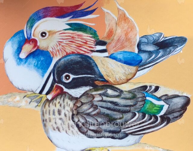 Orange Mandarin Ducks