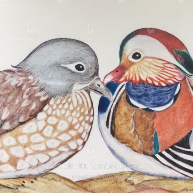  Mandarin Ducks