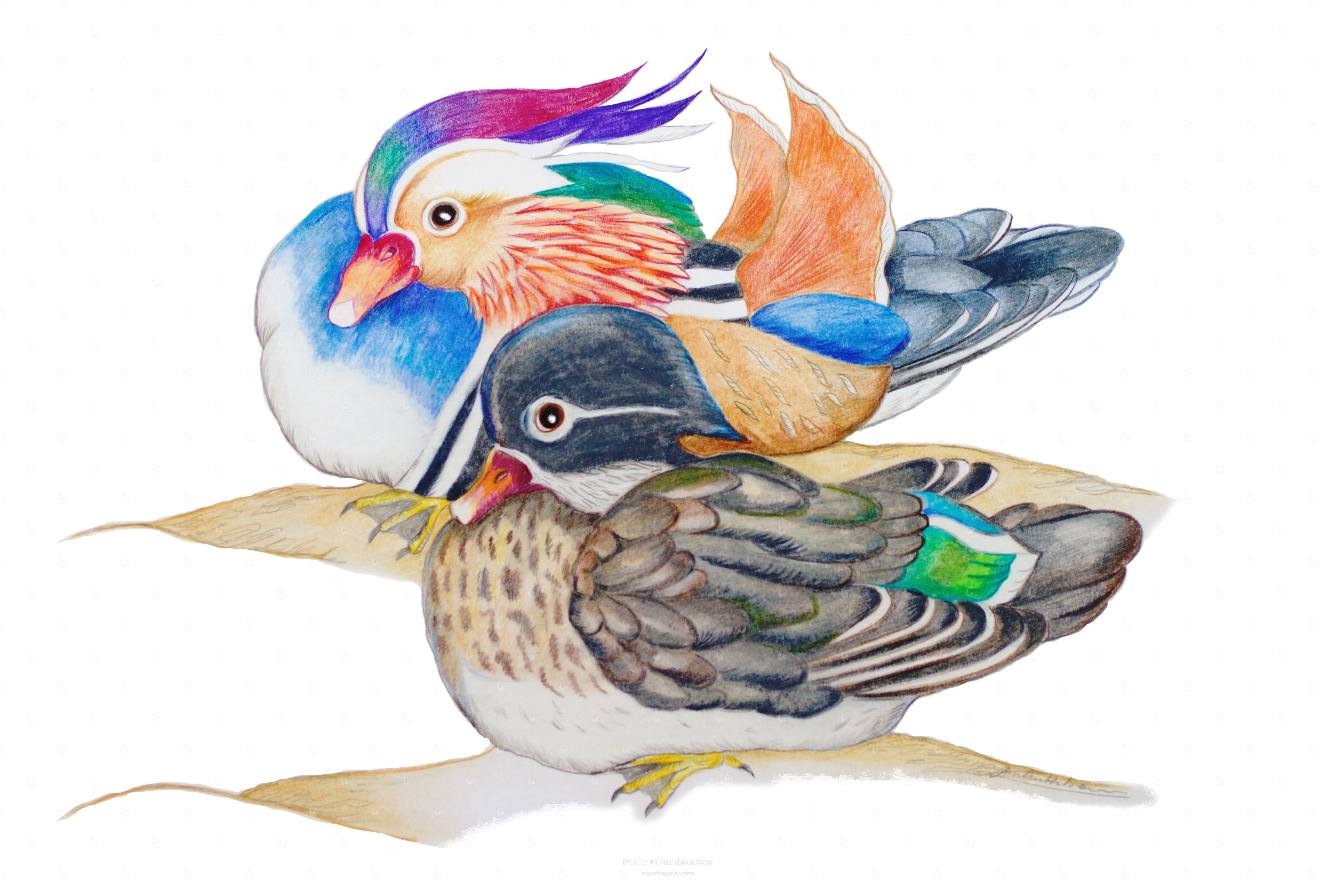 Mandarin Ducks Resting 1 out of 10 Limited Edition White background