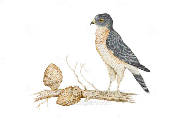 Sparrowhawk