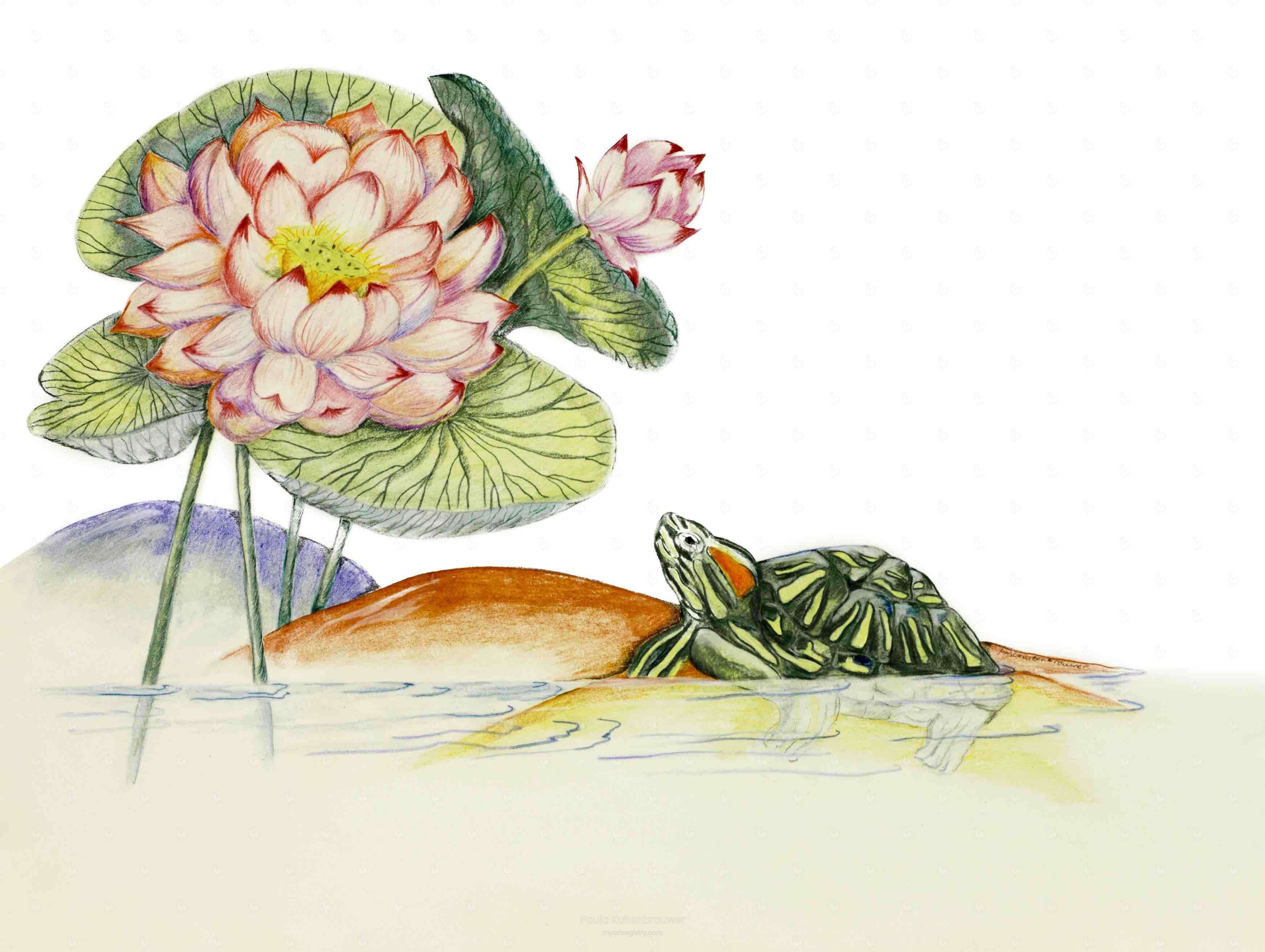 Lotus with Tortoise