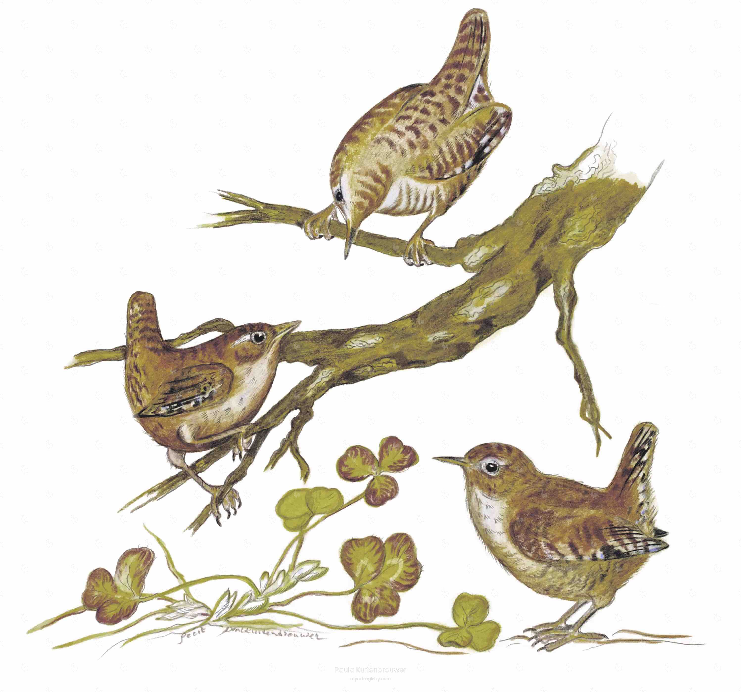 Wren Troglodytes troglodytes
