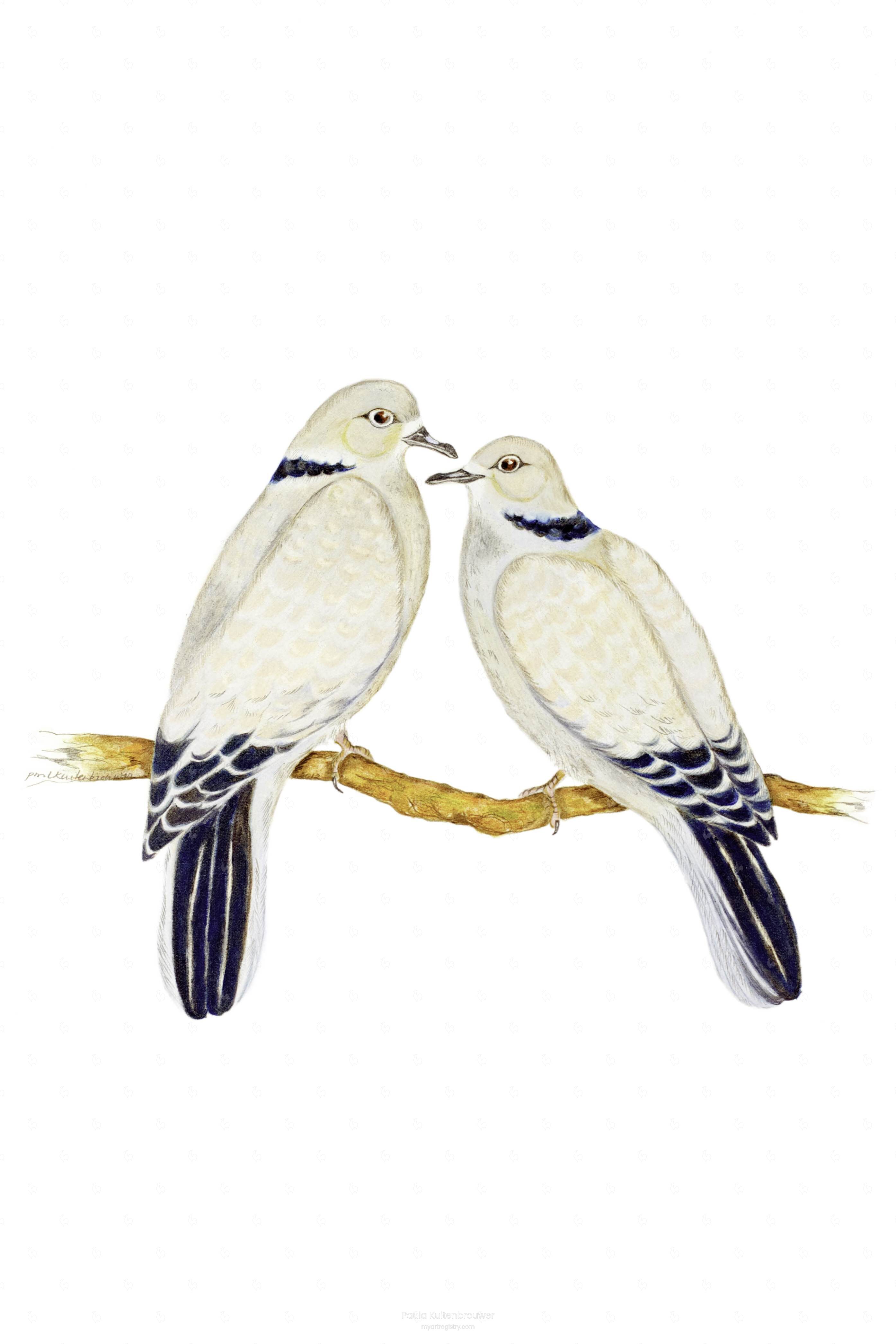 Collared Doves