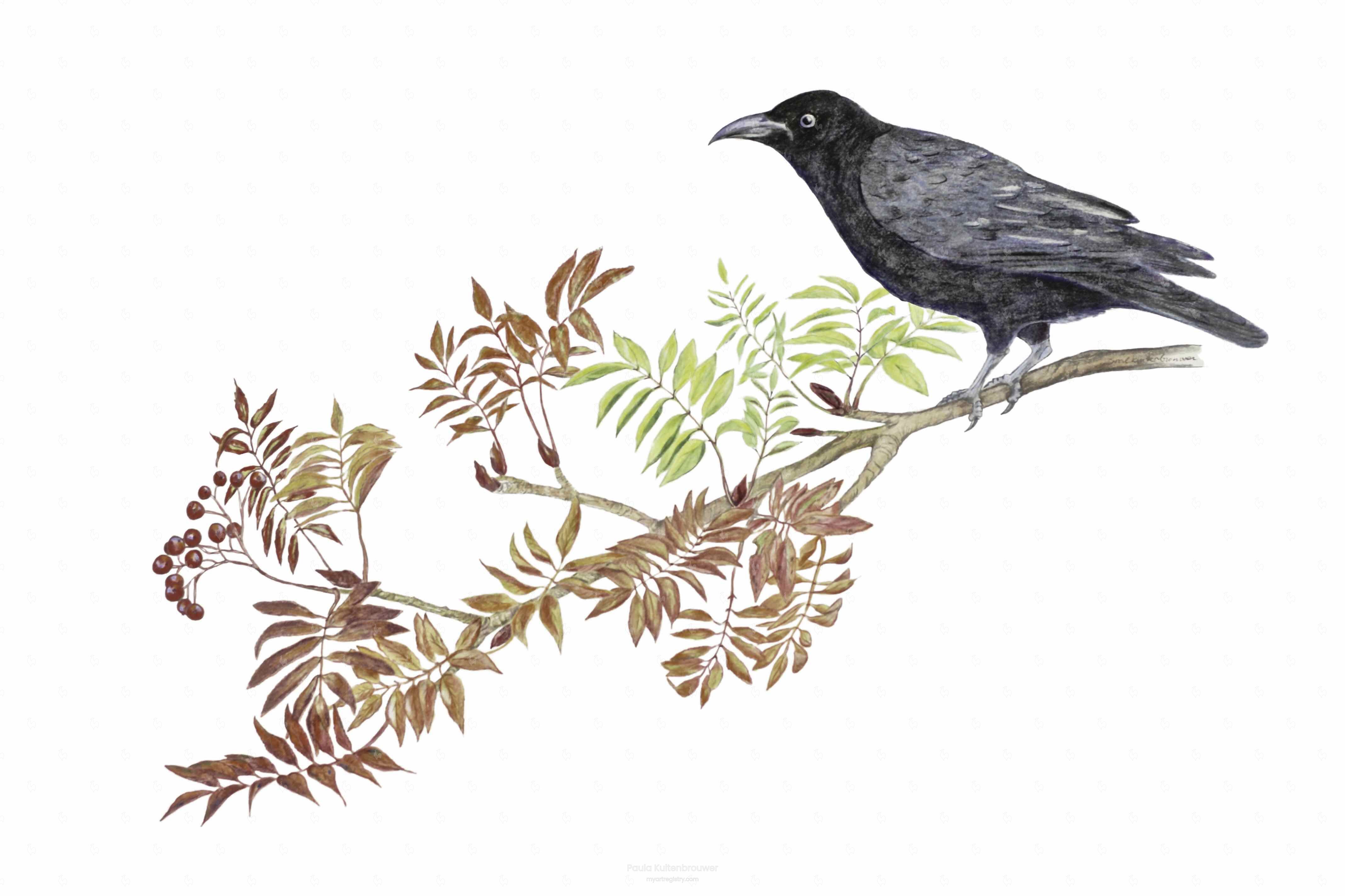 Carrion Crow