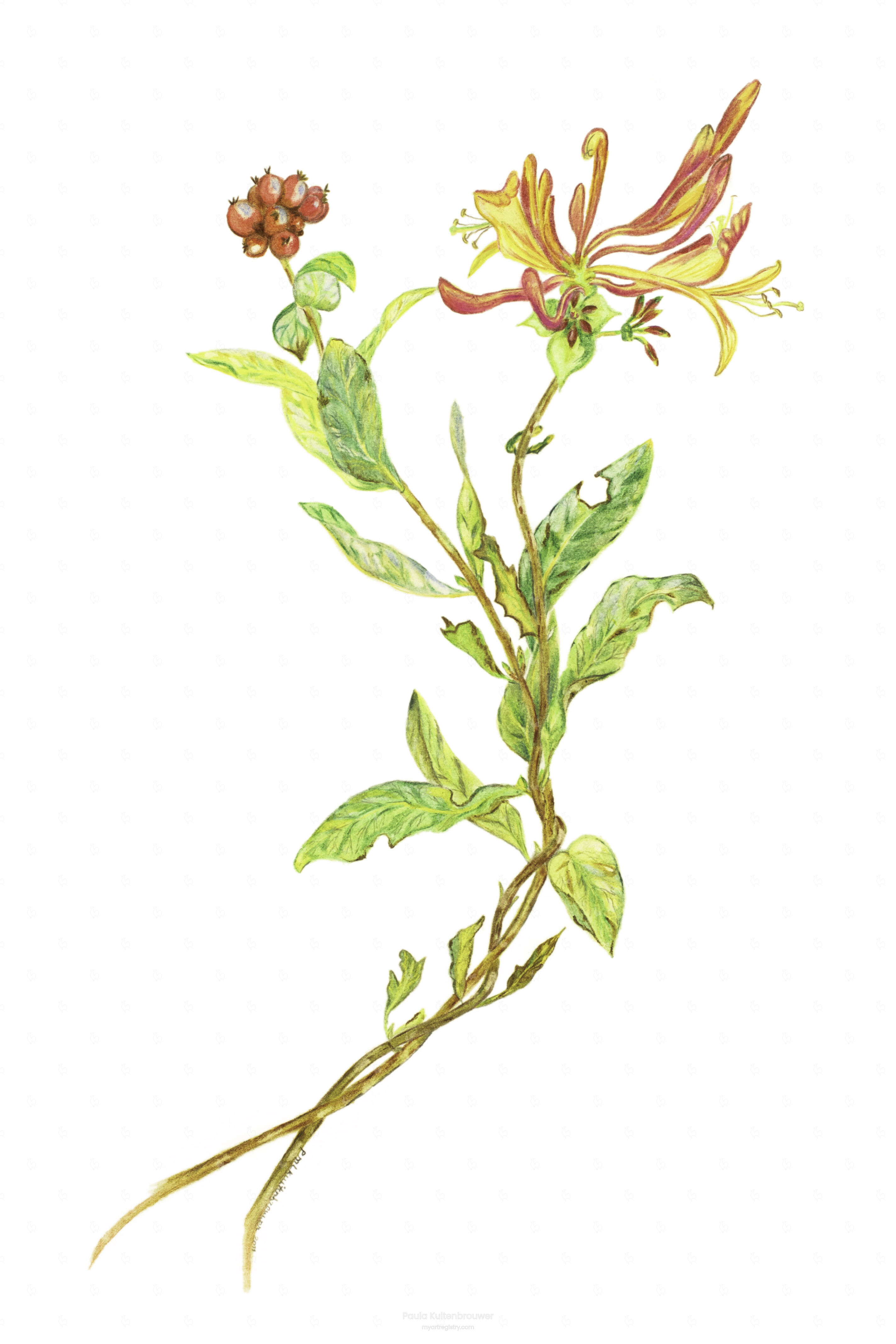 Honeysuckle