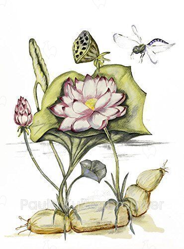 Lotus Plant, Nelumbo nucifera