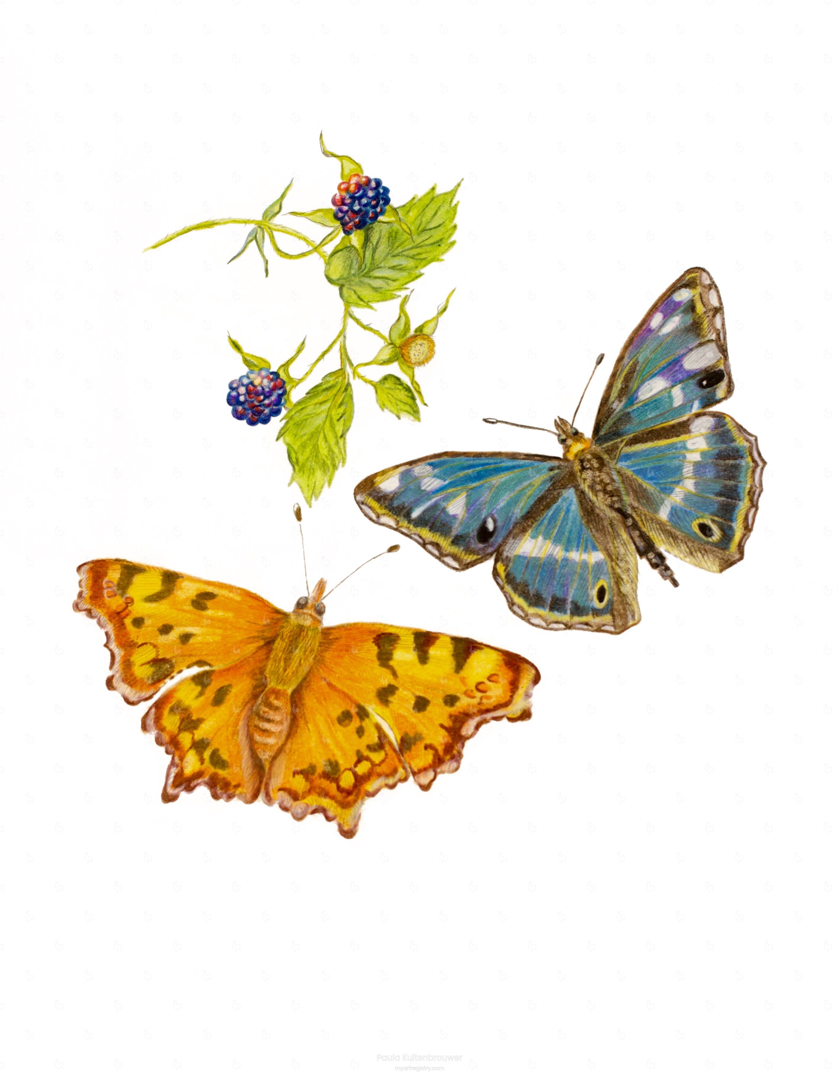 Butterflies with Brambles