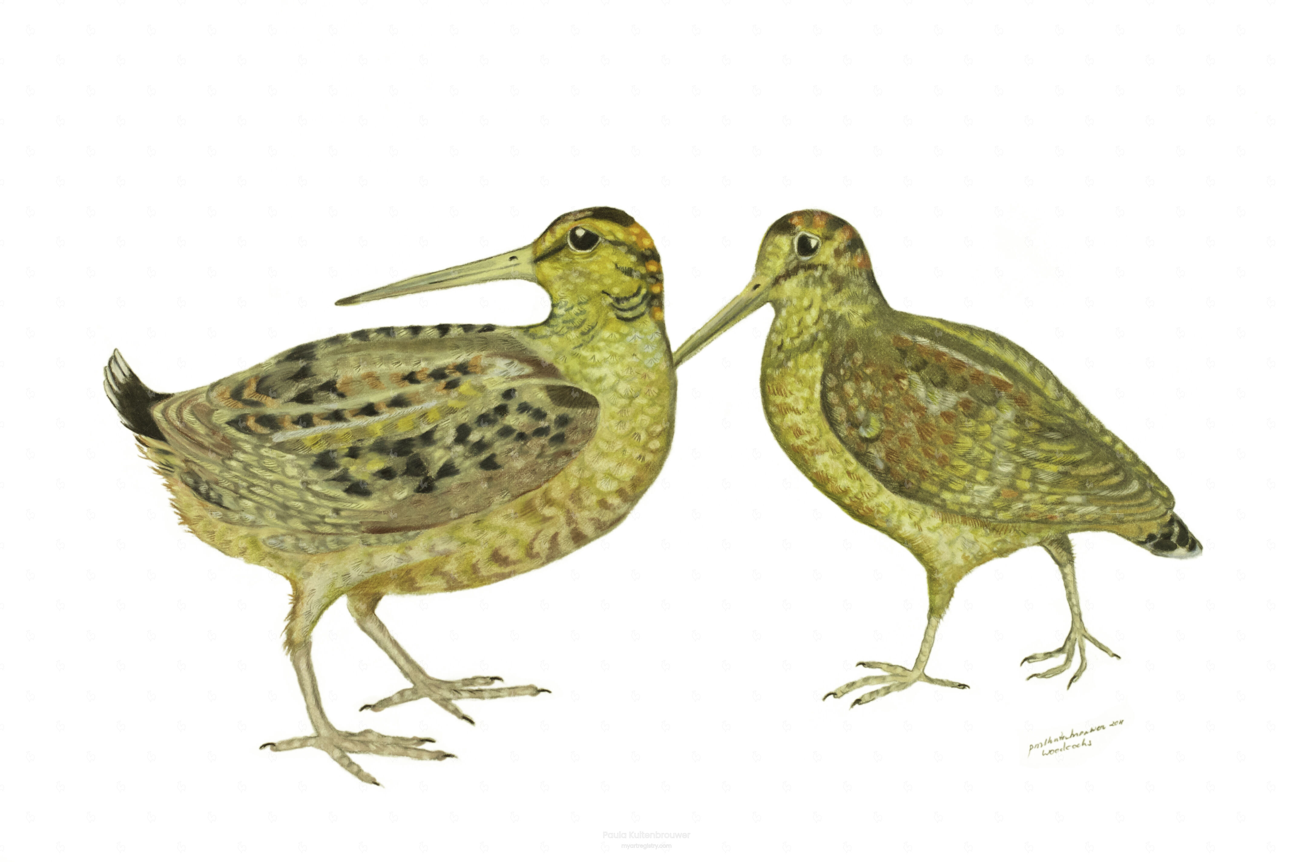Woodcocks (1 out of 10 Limited Editions)