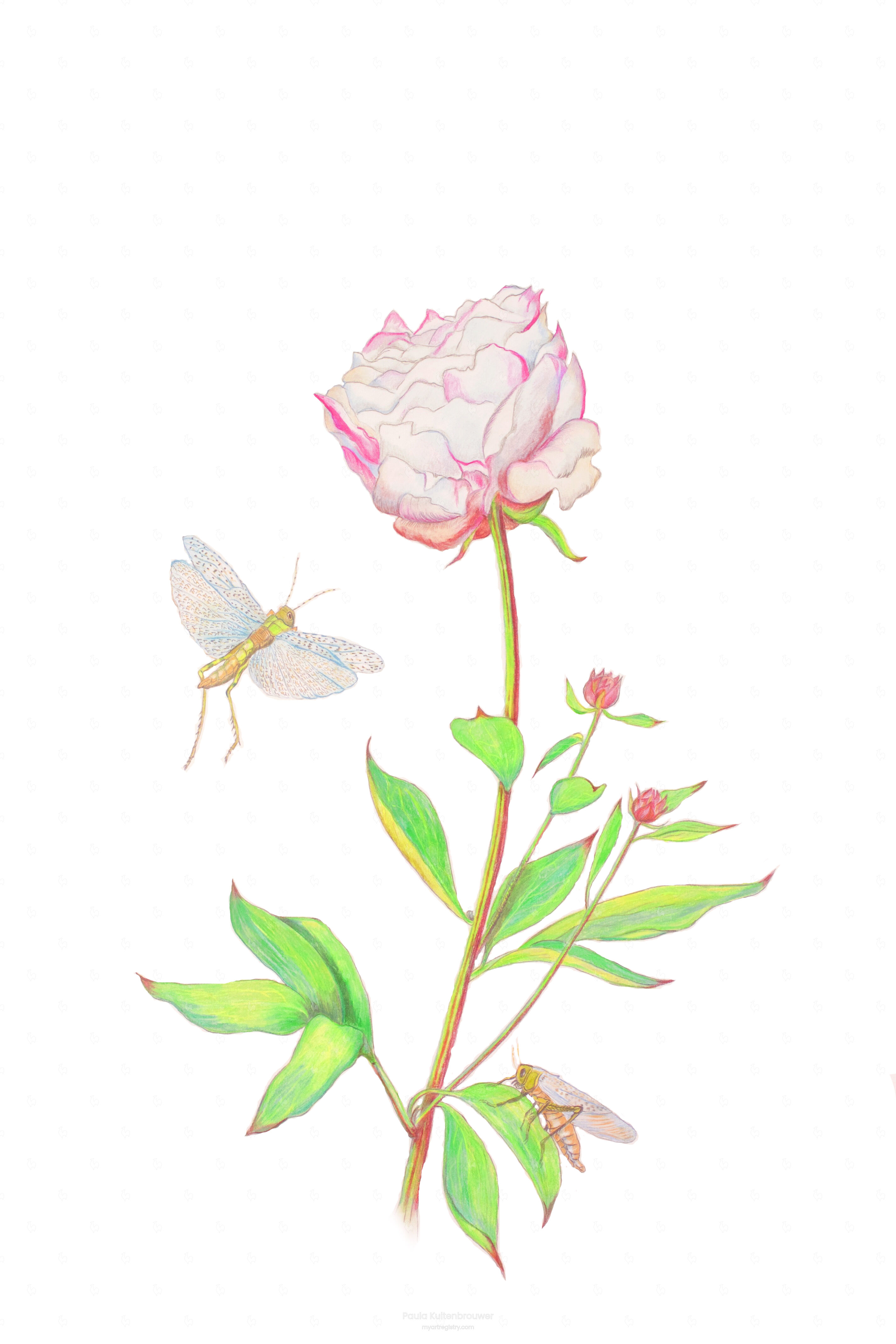 Peony Rose with Two Grasshoppers (1 out of 10)