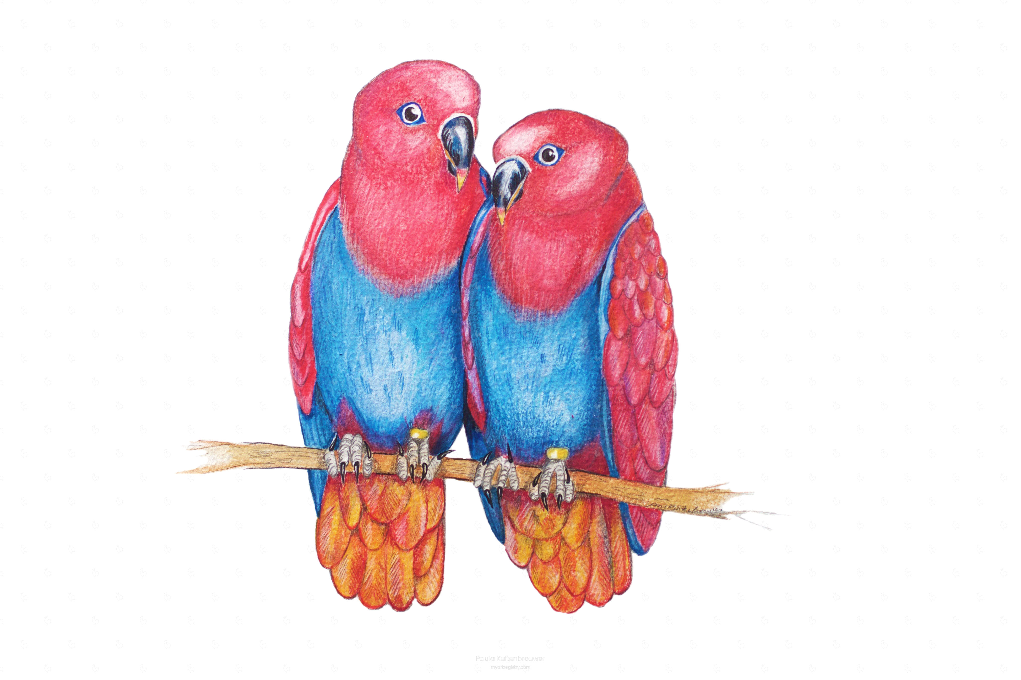 Eclectus Parrots (2 out of 10)