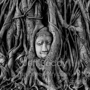 Bodhi Tree