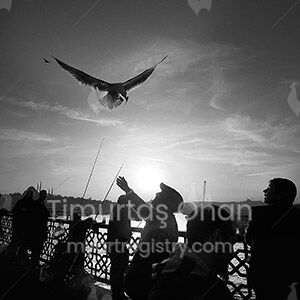 The Day Of Seagulls
