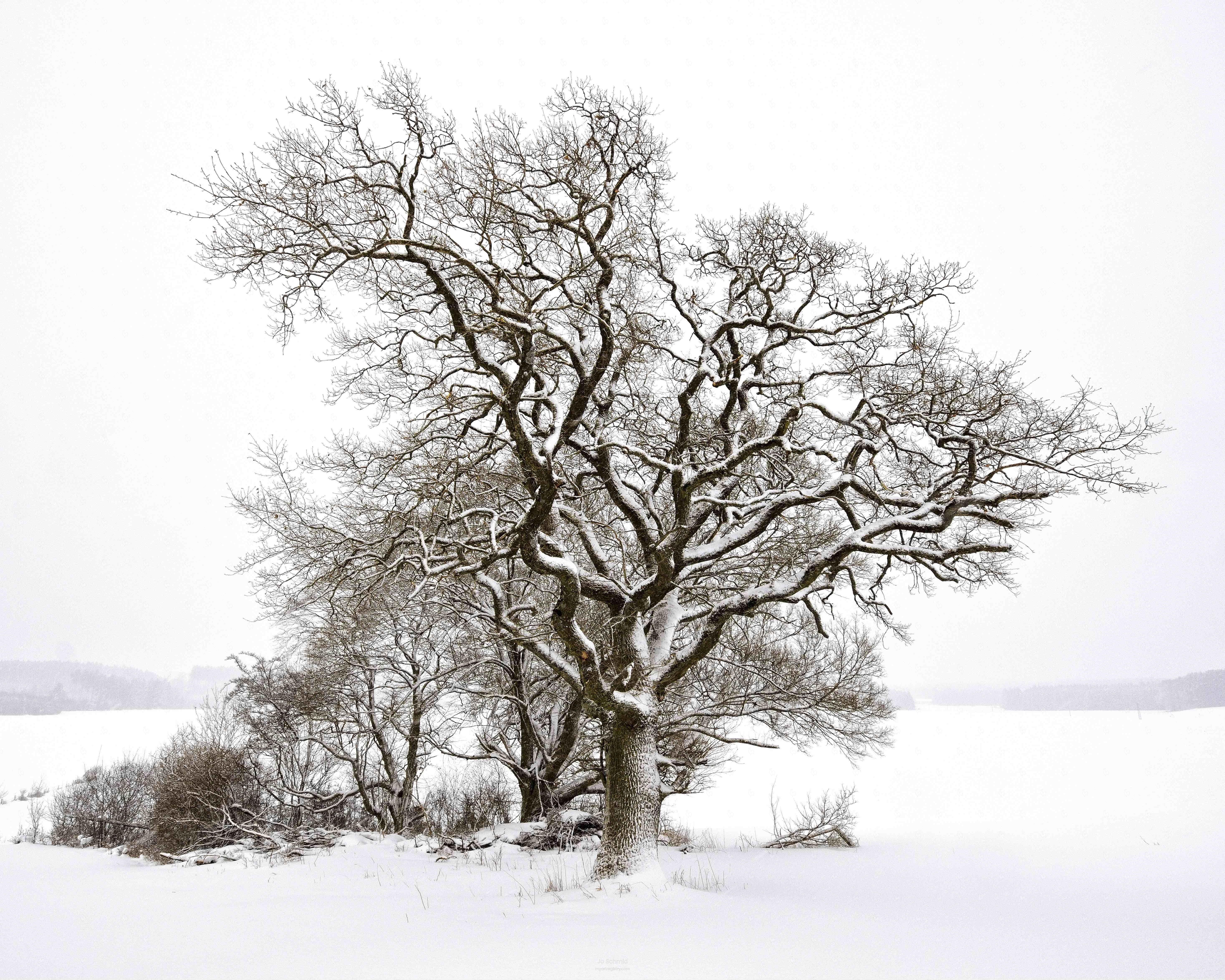 A winters´day II • 1/15