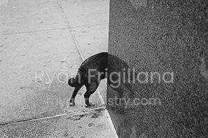 Dog at Street Corner. New York City, 2012