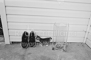 Dad's Shoes, Kitten, Flower Vase. Uniondale, New York, 2014
