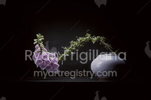 Foxglove