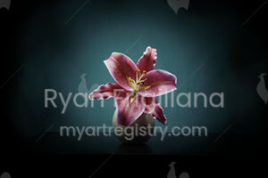Stargazer Lily