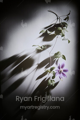 Clematis