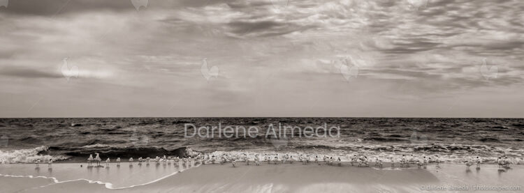 TERNS ON BEACH