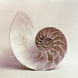 NAUTILUS #3