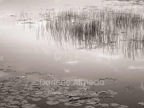 CALMING WATERS