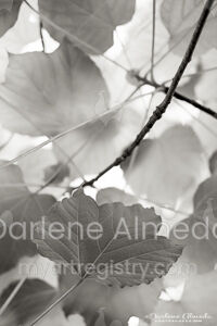 SUBTLETY
