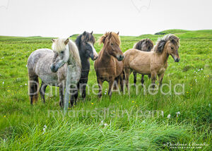 ICELANDIC HORSES #1