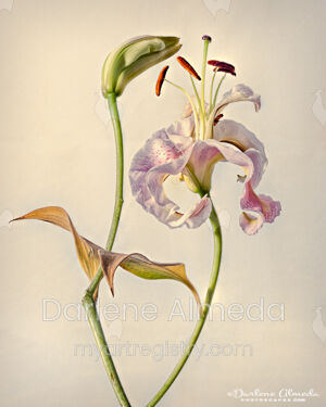 STARGAZER LILY