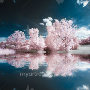 Pink Reflection