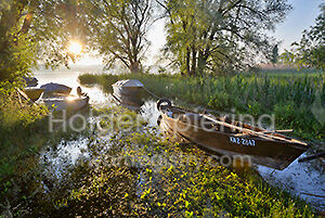 Reichenau 0589-2013, Morgenstimmung am Naturufer bei Mittelzell