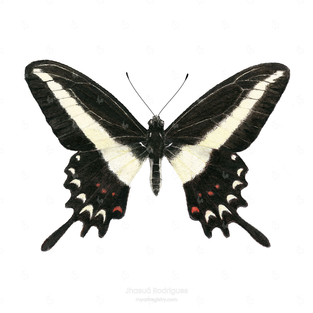 Papilio Insecta 1