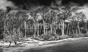 Bucalemu (Bosque Grande)