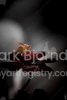 Honeybee and Red Flower